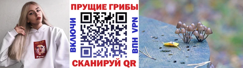 Галлюциногенные грибы Psilocybe Петухово